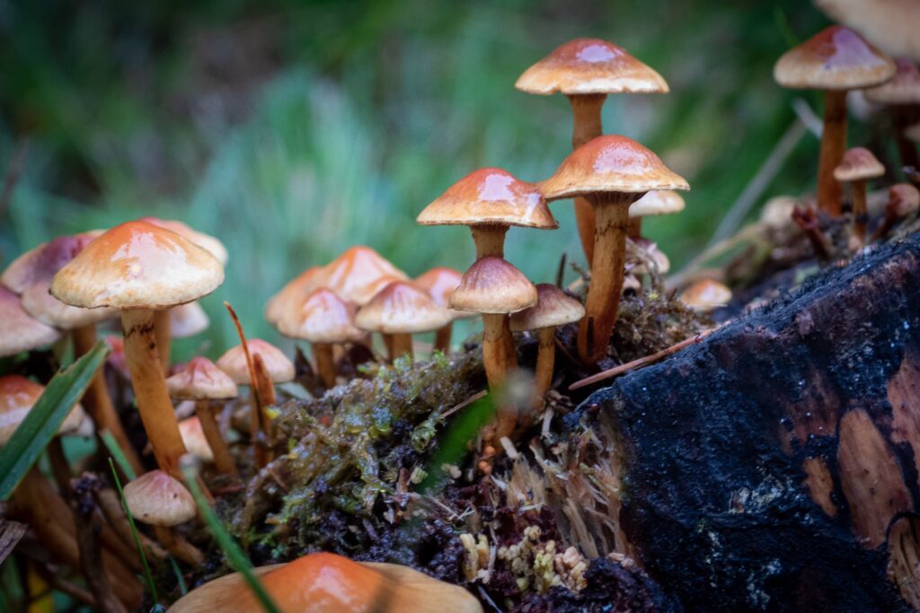 A collection of mushrooms and other fingi on the forest floor