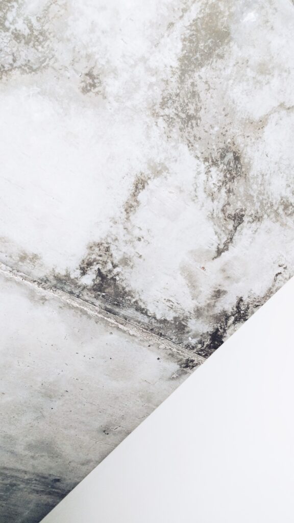 Mould on a white wall and ceiling